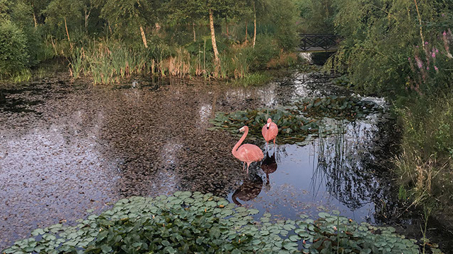 De eneste flamingoer i parken - lavet af kunstneren Kat Fischer