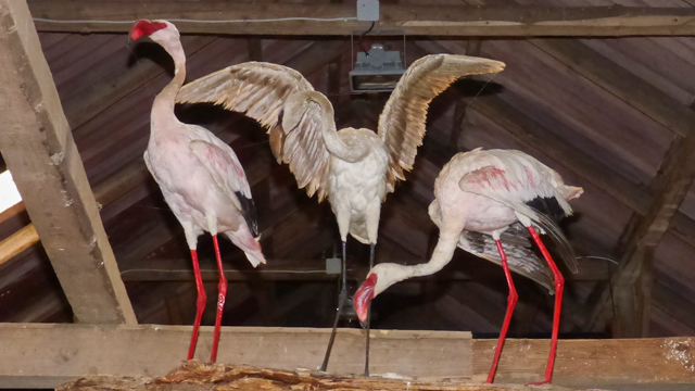 De originale flamingoer fra Flamingo Pub