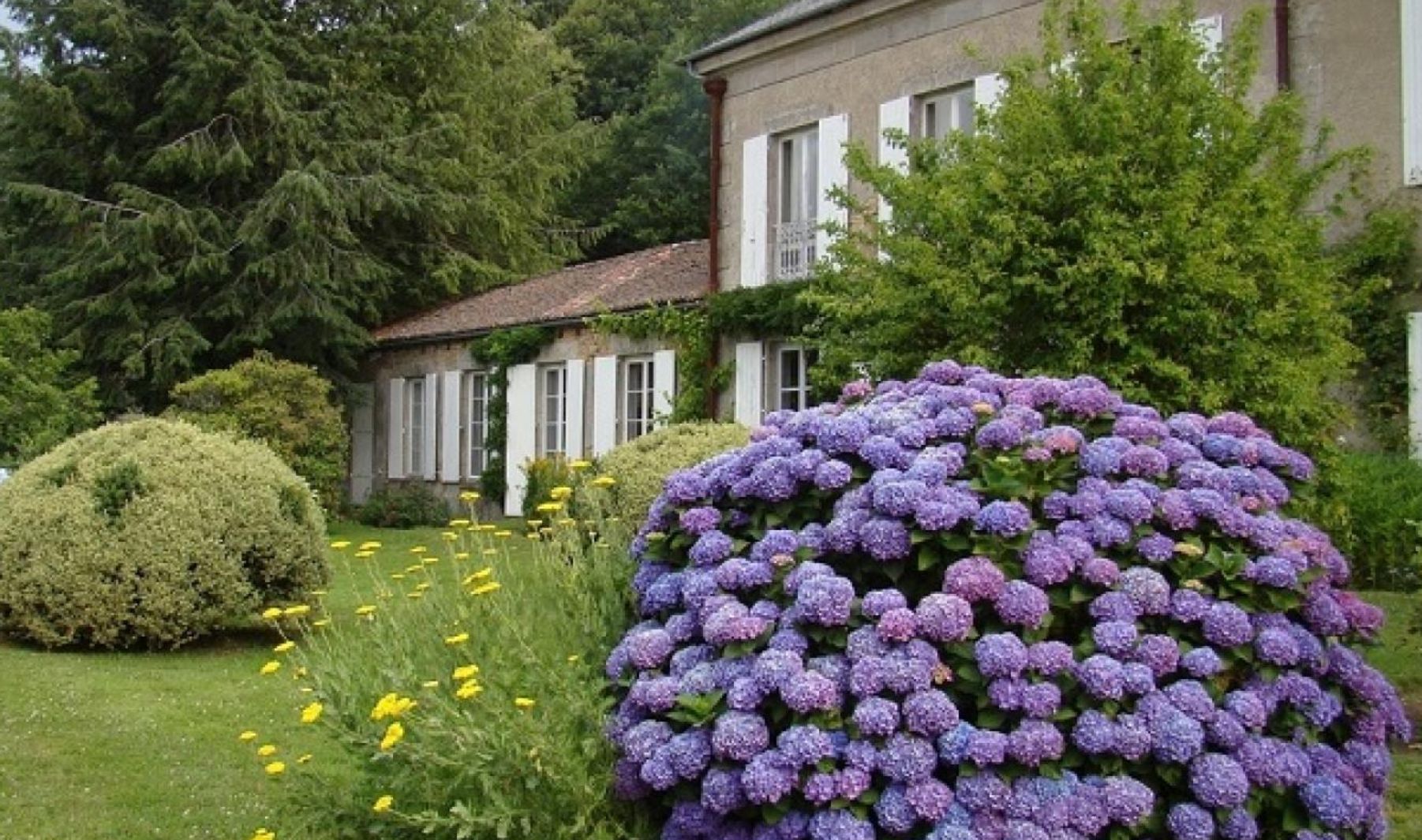 Blomstrer din hortensia sparsomt? En gartner med 20 års erfaring har udpeget den bedste gødning til juni
