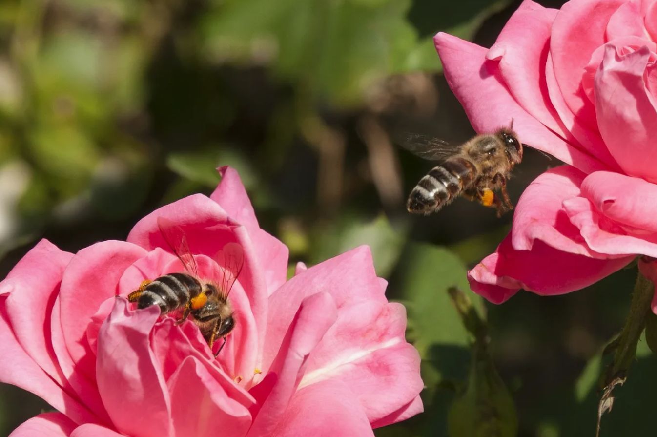 Så roserne blomstrer frodigt hele sommeren: en fantastisk gødning i juni, som kun få kender til