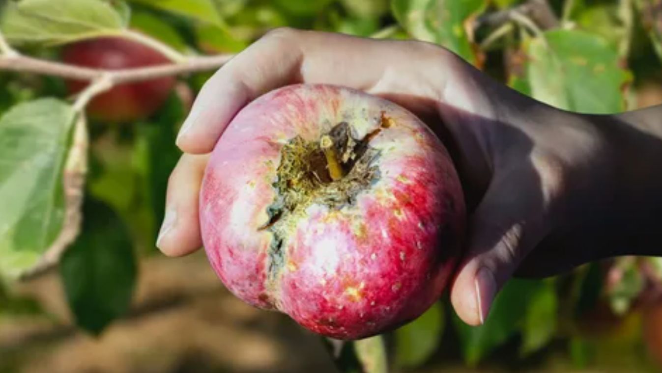 Dette billige produkt fra supermarkedet vil redde din have fra skimmel