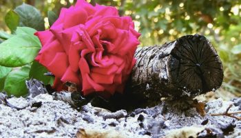 Så roserne blomstrer frodigt hele sommeren: en fantastisk gødning i juni, som kun få kender til