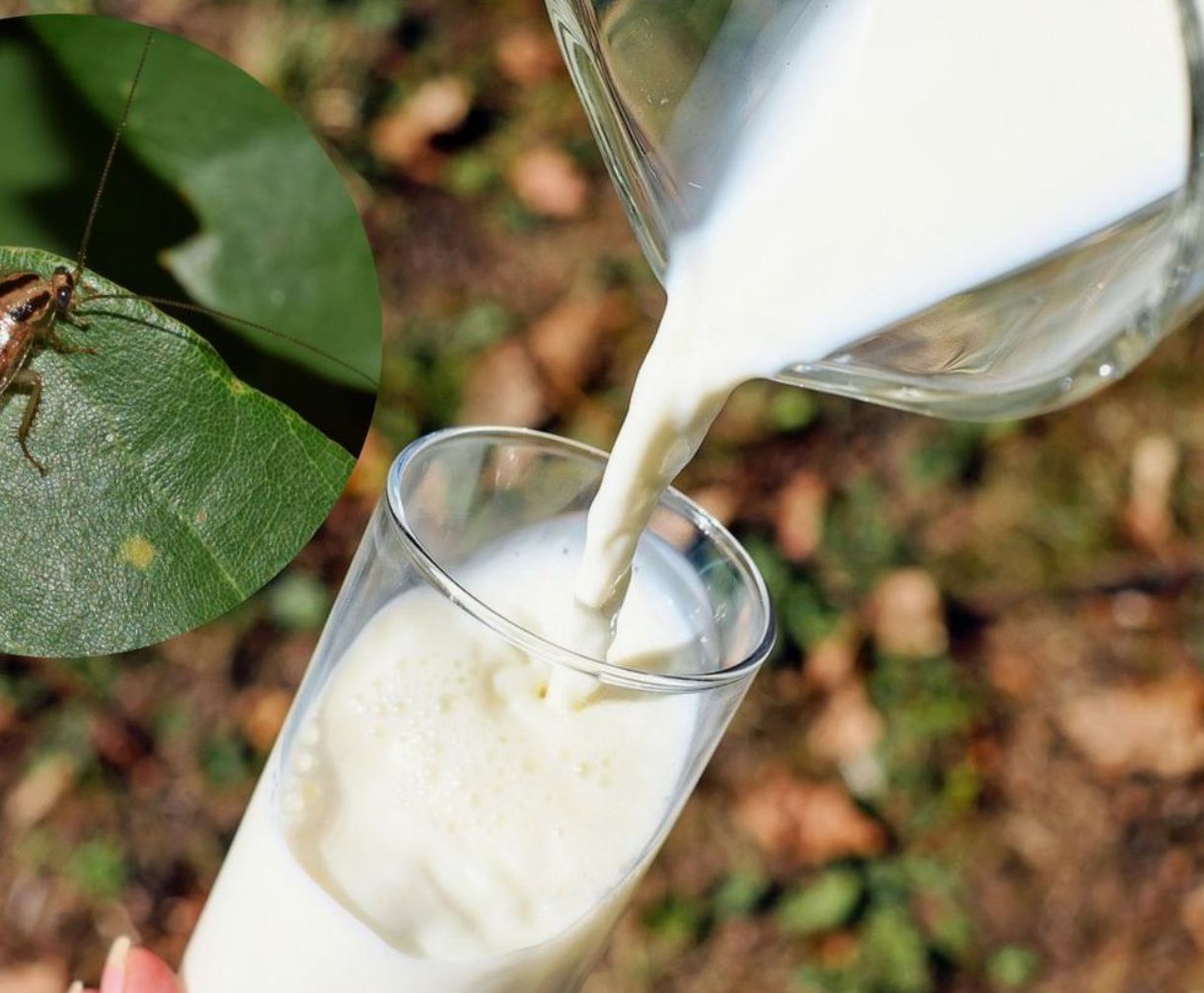 Dette billige produkt fra supermarkedet vil redde din have fra skimmel