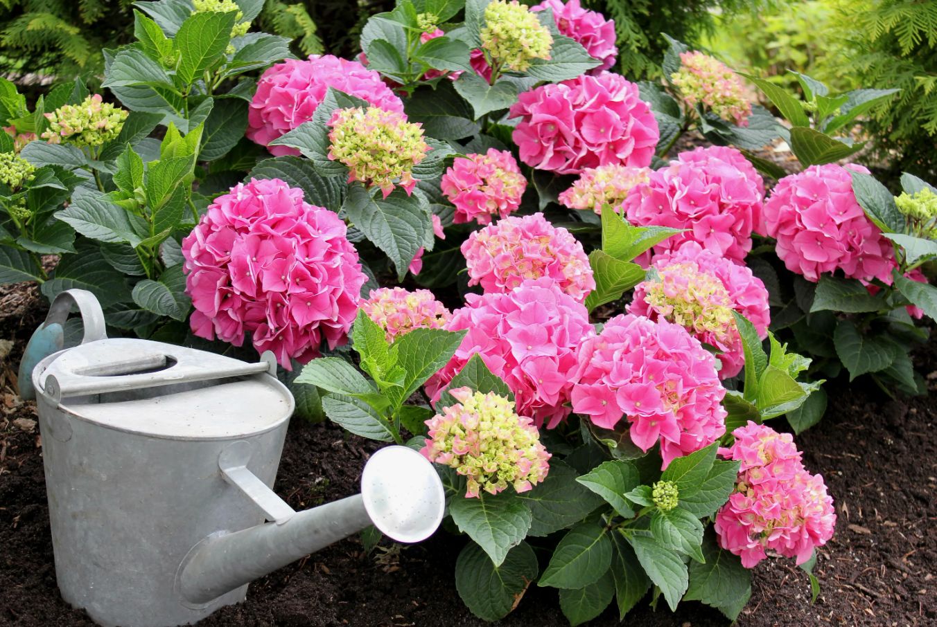 Blomstrer din hortensia sparsomt? En gartner med 20 års erfaring har udpeget den bedste gødning til juni