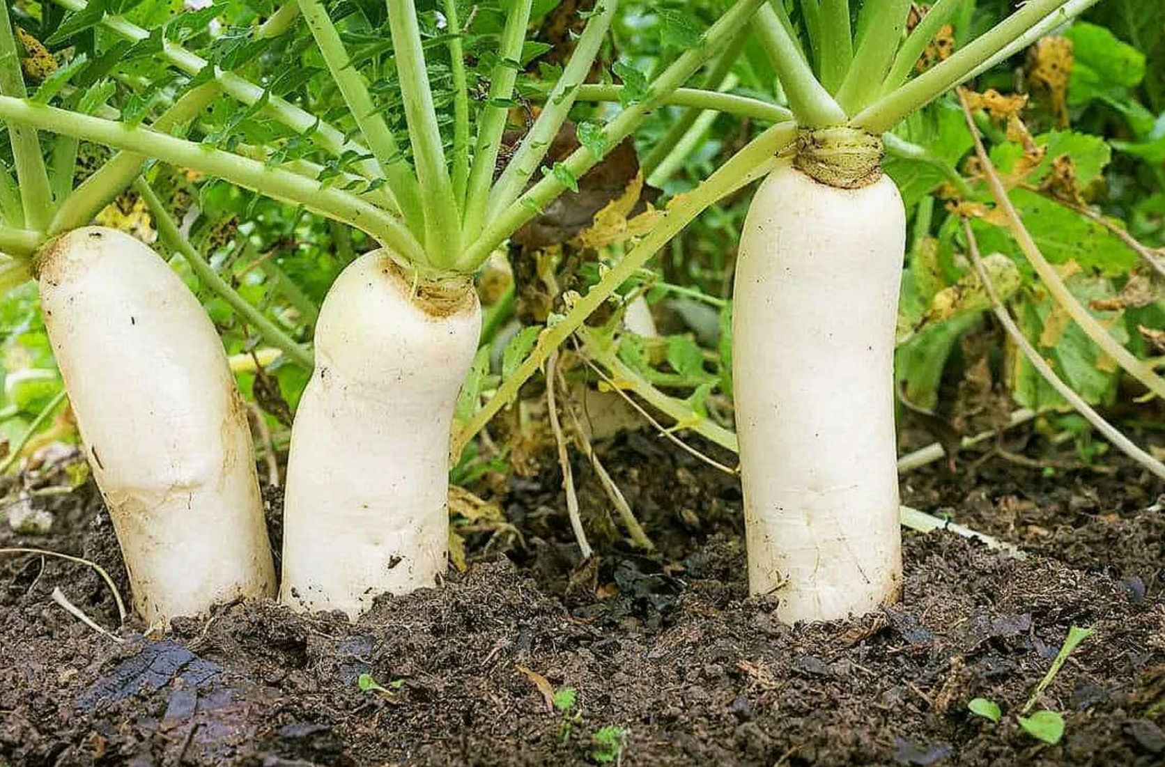 Hvad skal man plante eller så efter høsten af løg? Gå ikke glip af en eneste dag i kampen om høsten