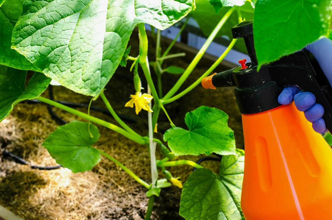Det er overraskende, men mælk kan redde dine courgetter fra meldug i juni