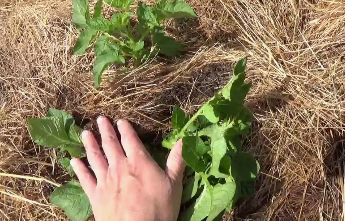 Det er ikke for sent: hvordan man planter kartofler i juni og får høst om 14 dage