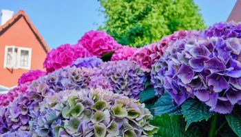 Blomstrer din hortensia sparsomt? En gartner med 20 års erfaring har udpeget den bedste gødning til juni