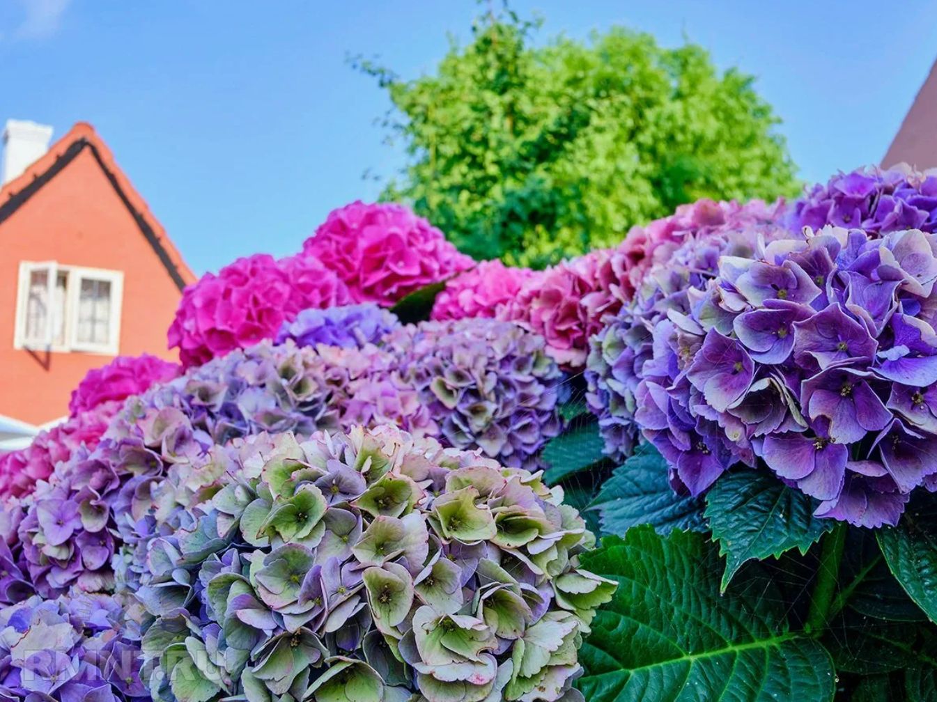 Blomstrer din hortensia sparsomt? En gartner med 20 års erfaring har udpeget den bedste gødning til juni
