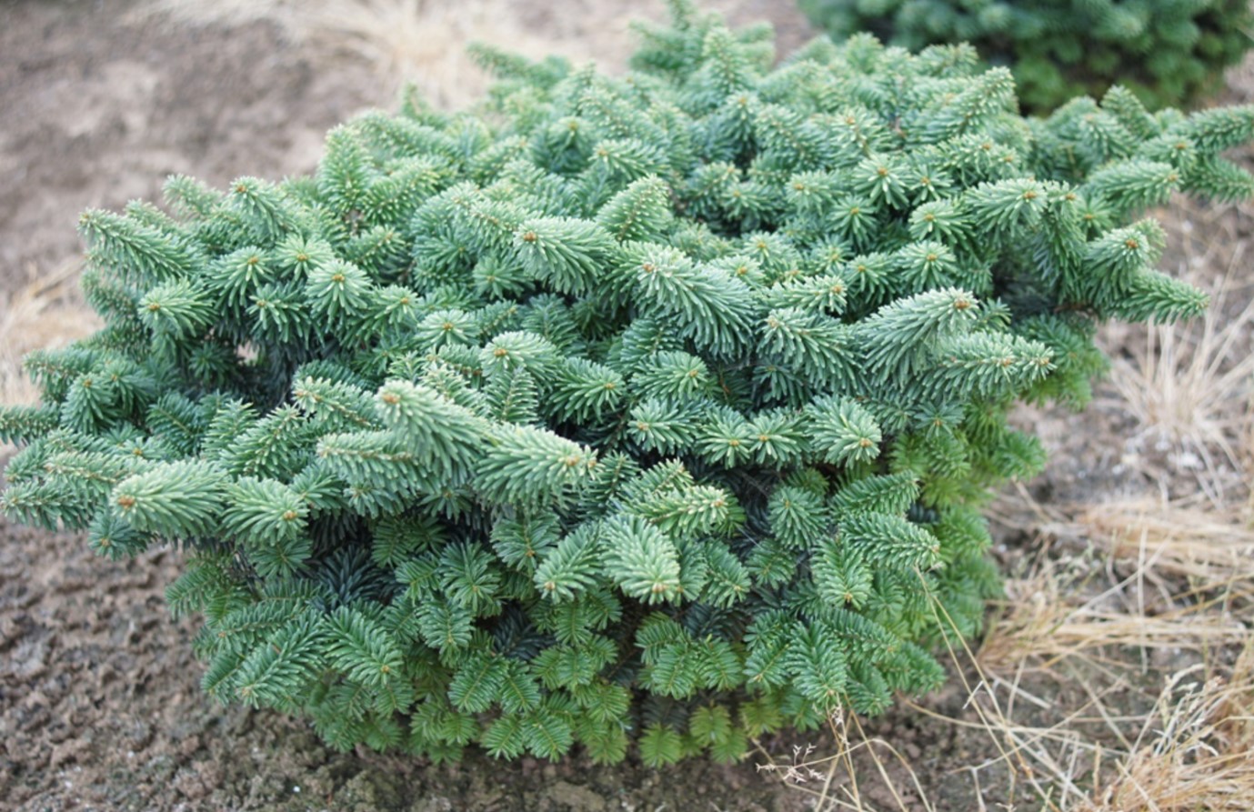 Abies balsamea