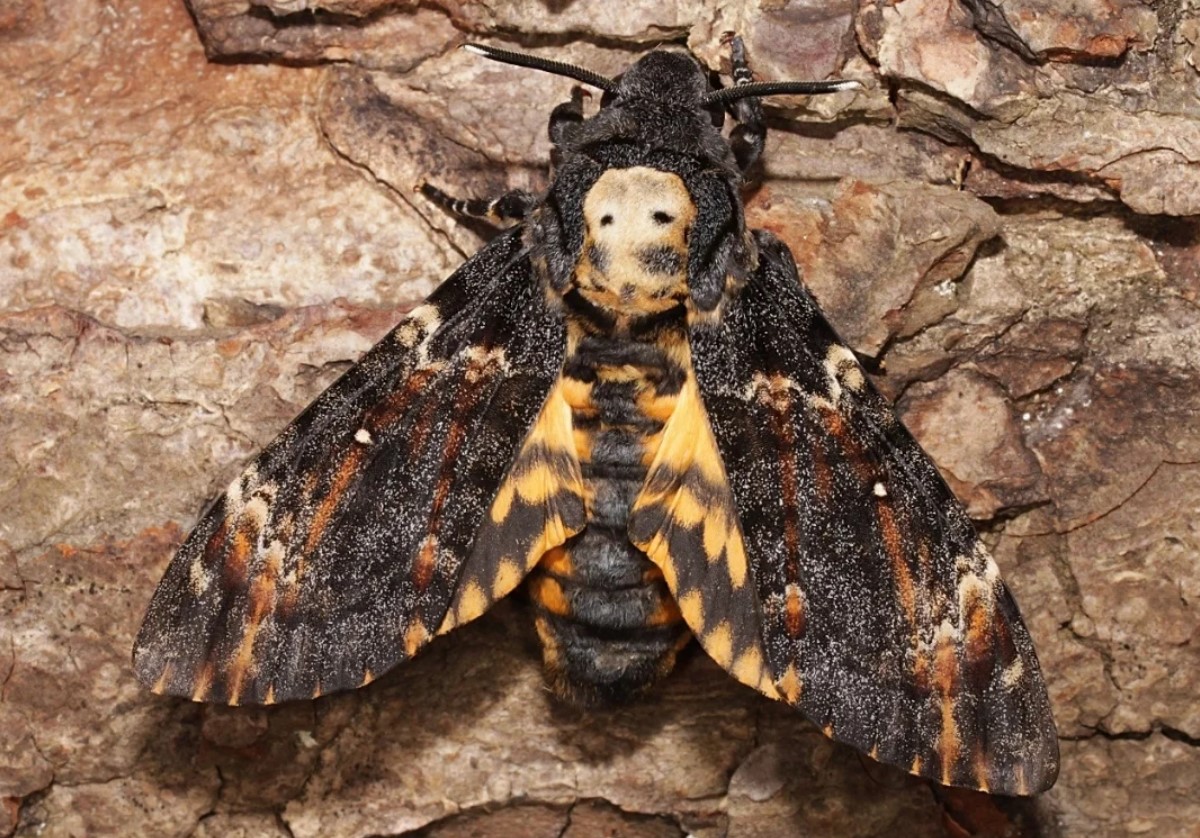 Acherontia atropos
