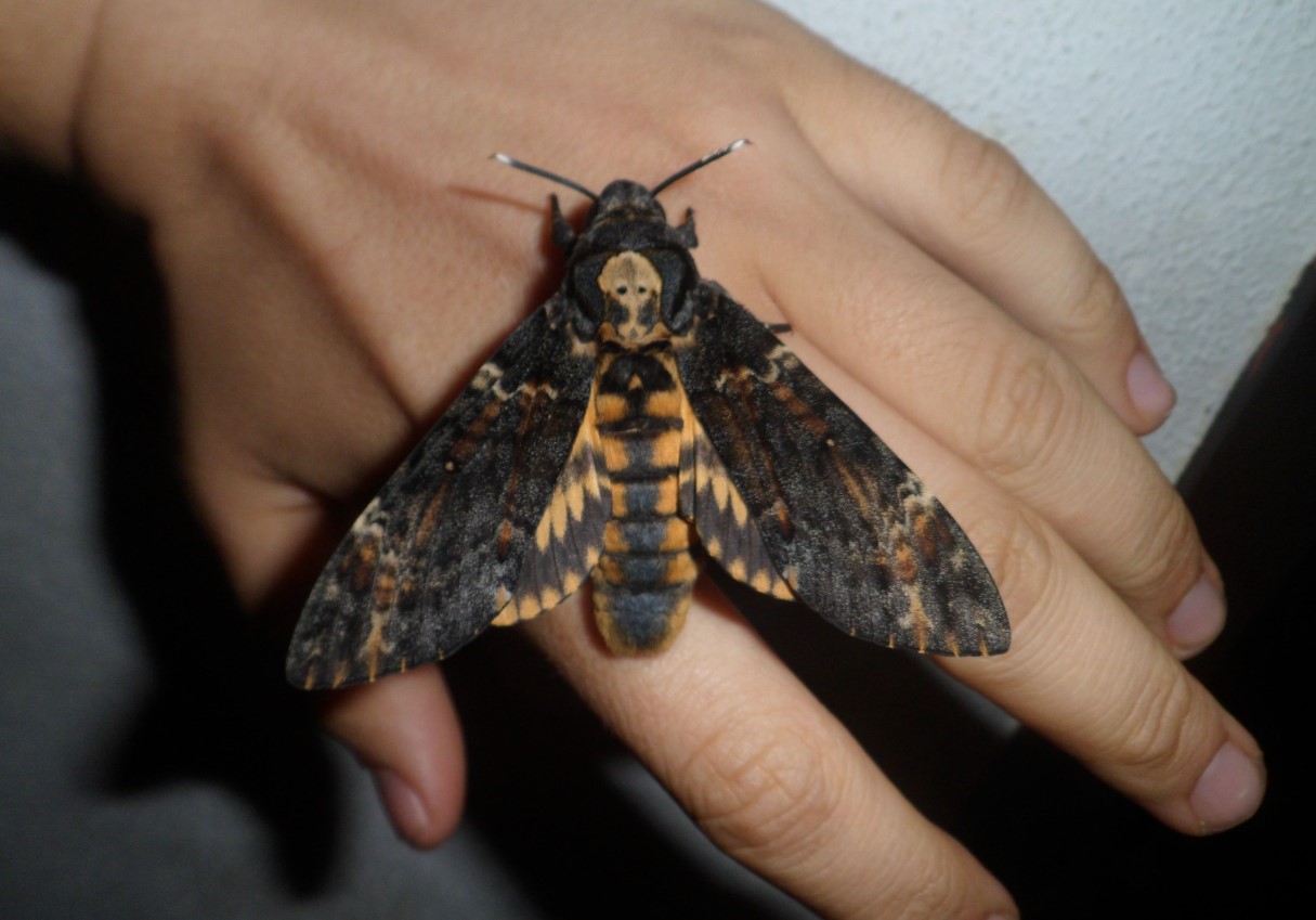 Acherontia atropos
