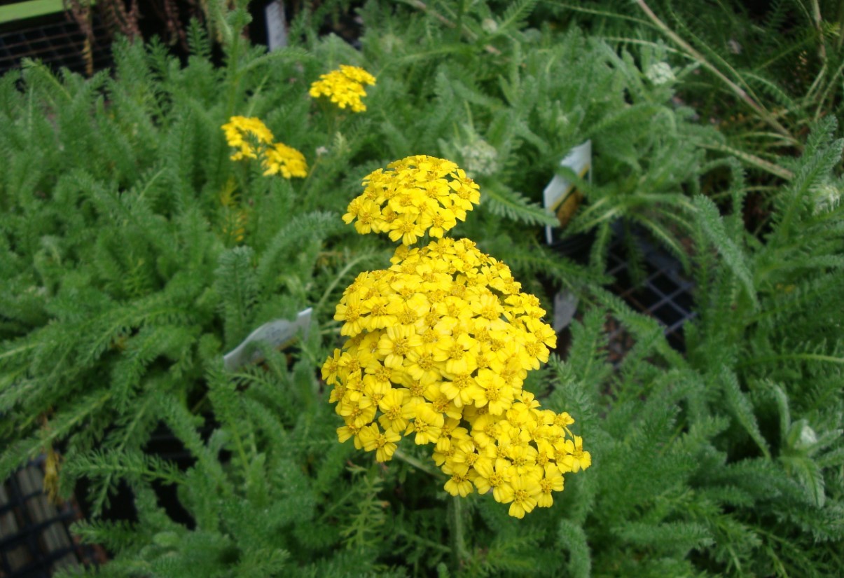 Røllike (Achillea millefolium Desert Eve Cream)