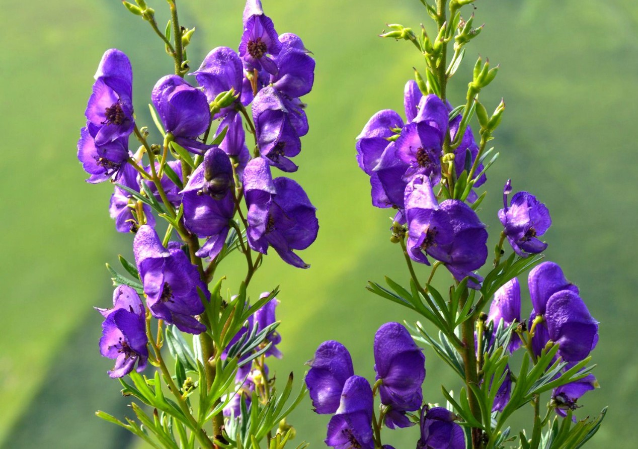 blå stormhat (Aconitum napellus)