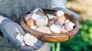Sådan laver du den perfekte gødning til tomater – og meget mere – med dine egne hænder: et interessant livstips