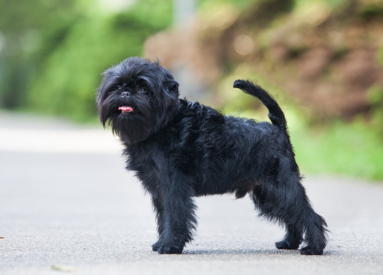 Affenpinscher