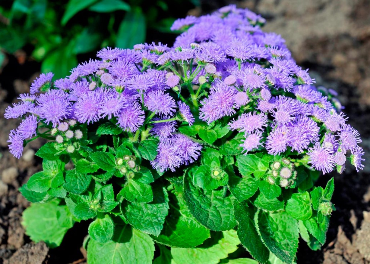 Hvilke blomster skal man plante i juni: de tåler varme og vil blomstre flot allerede i år