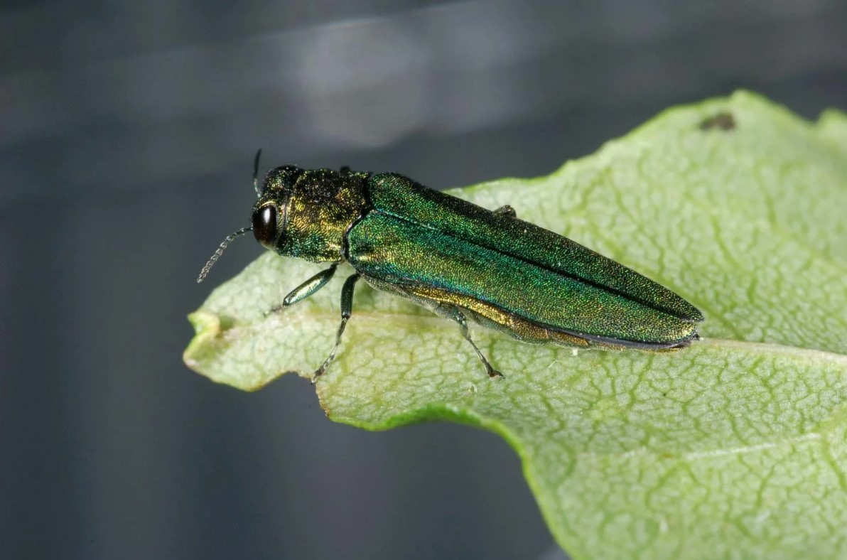 Agrilus planipennis