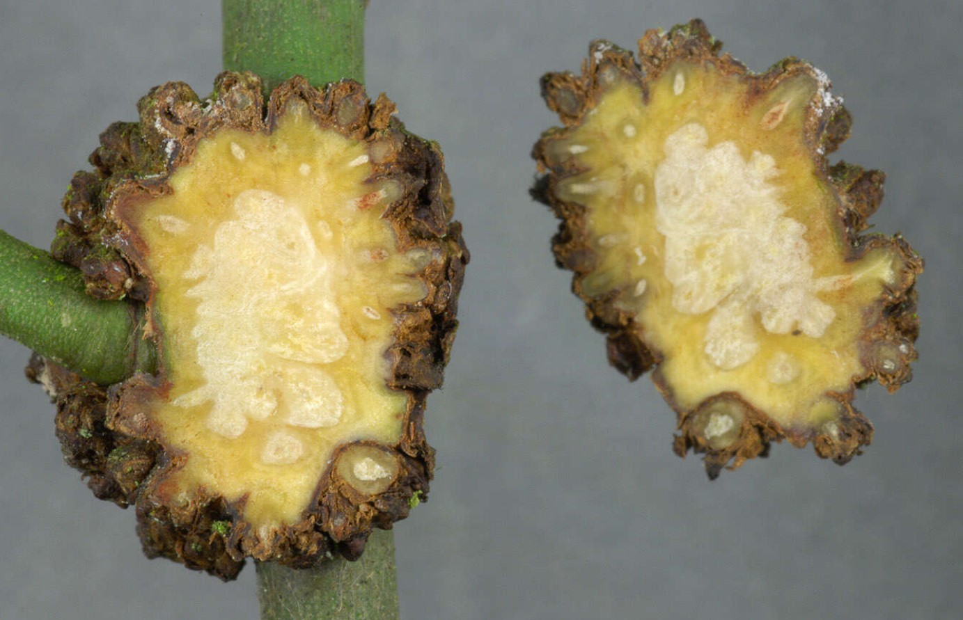 Agrobacterium tumefaciens