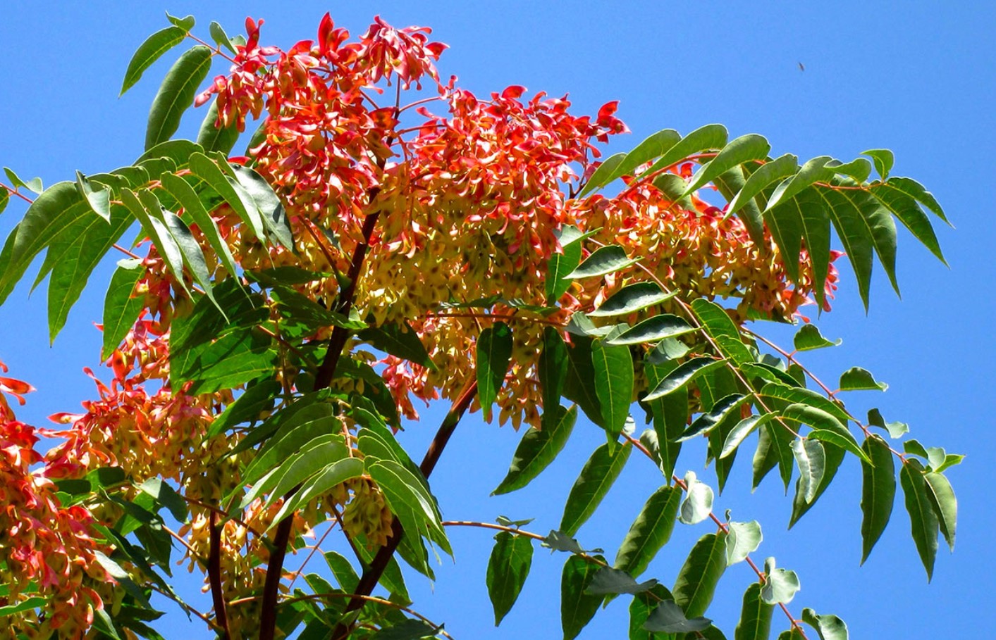 Ailanthus altissima