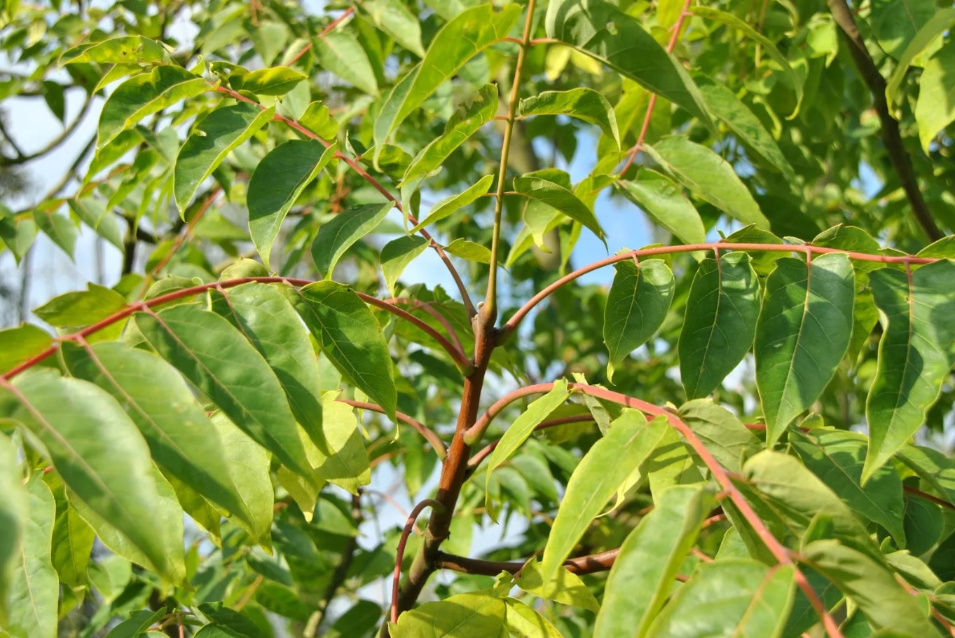 Ailanthus altissima