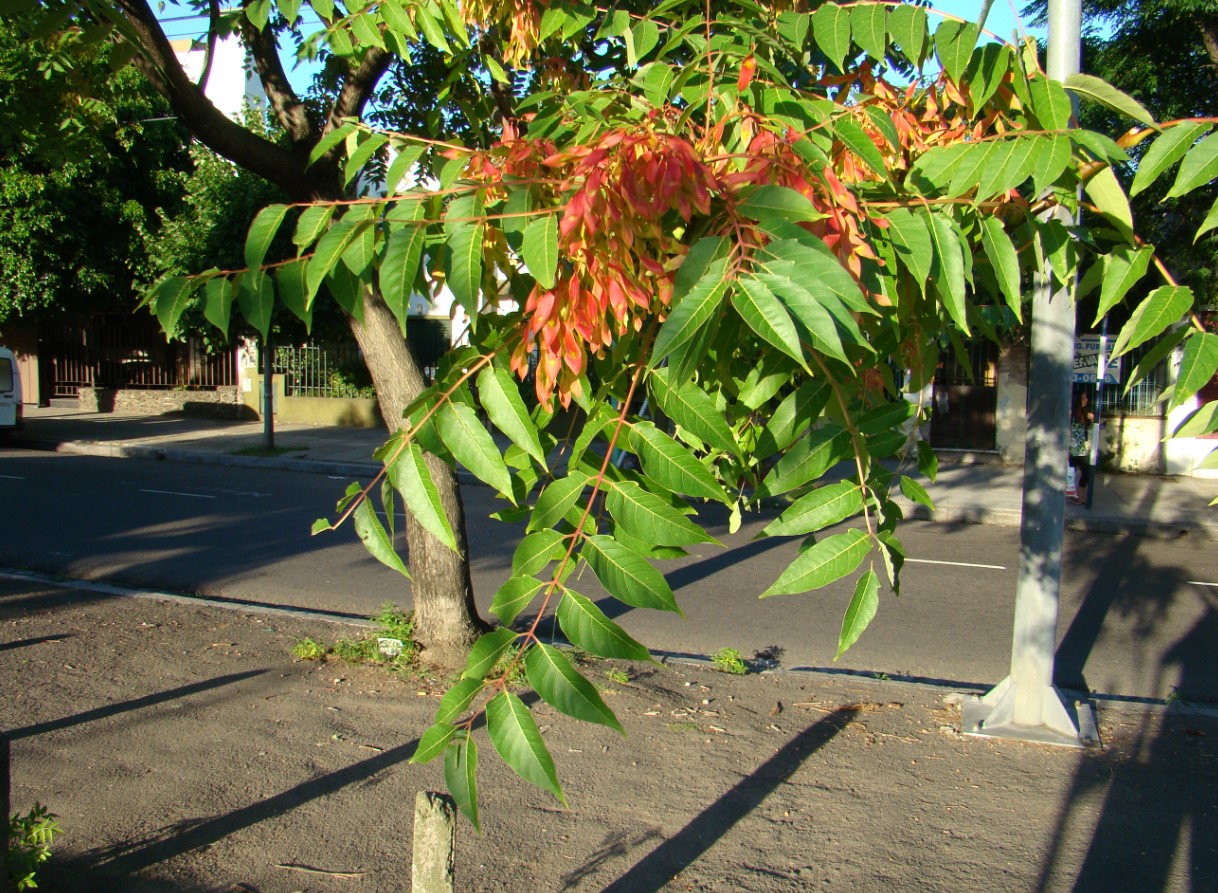 Ailanthus altissima