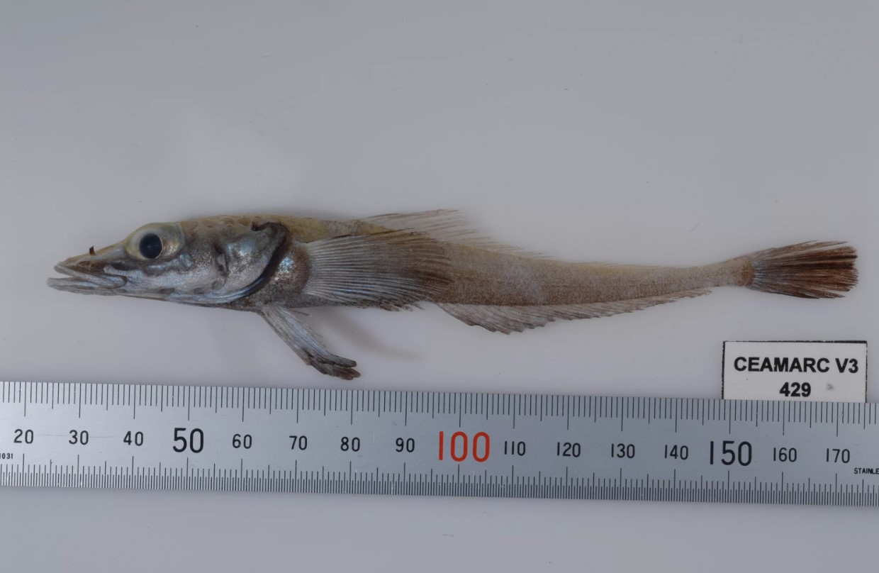 Akarotaxis gouldae