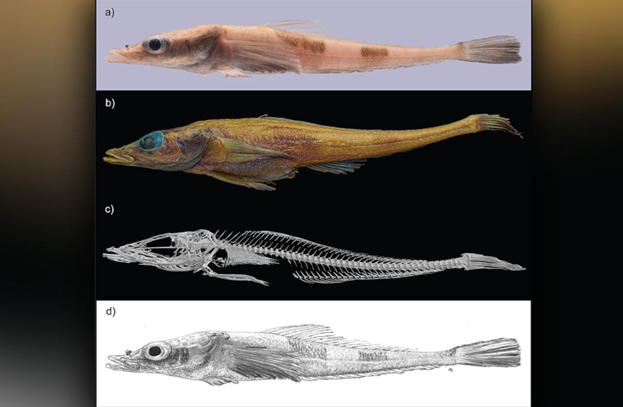 Akarotaxis gouldae