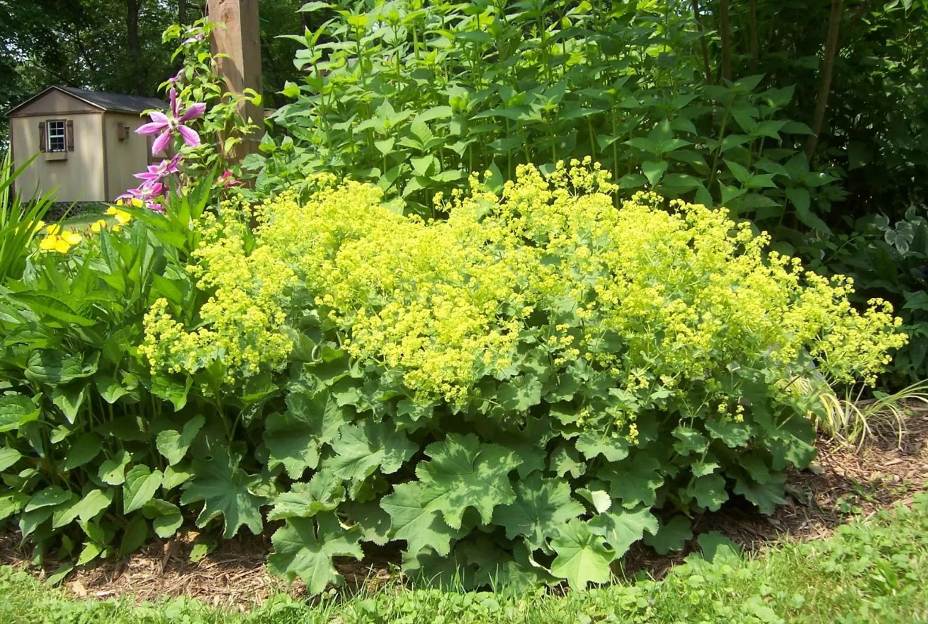 Alchemilla mollis