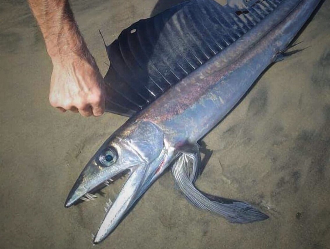 5 fod lang kannibalfisk med skarpe hugtandslignende tænder fundet på strand i Oregon