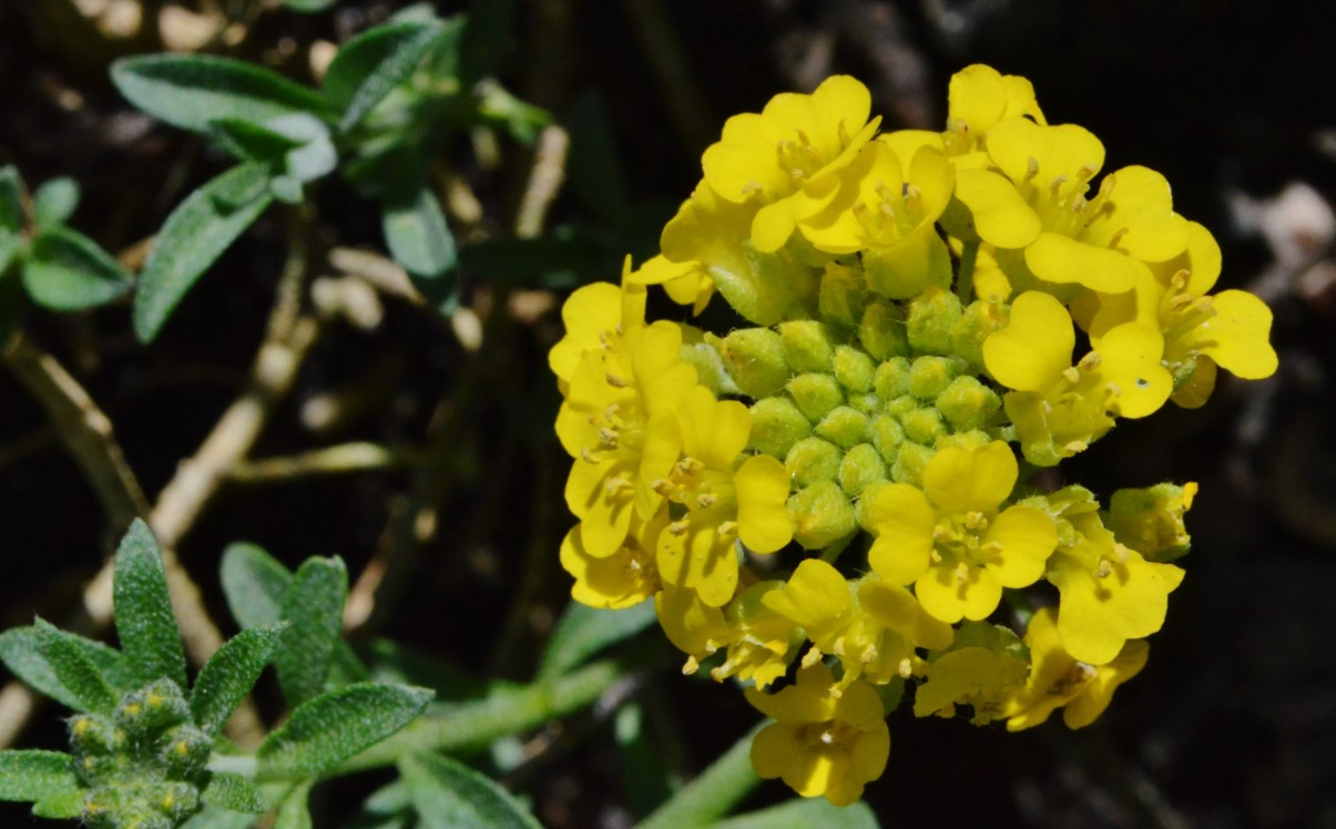 Alyssum murale