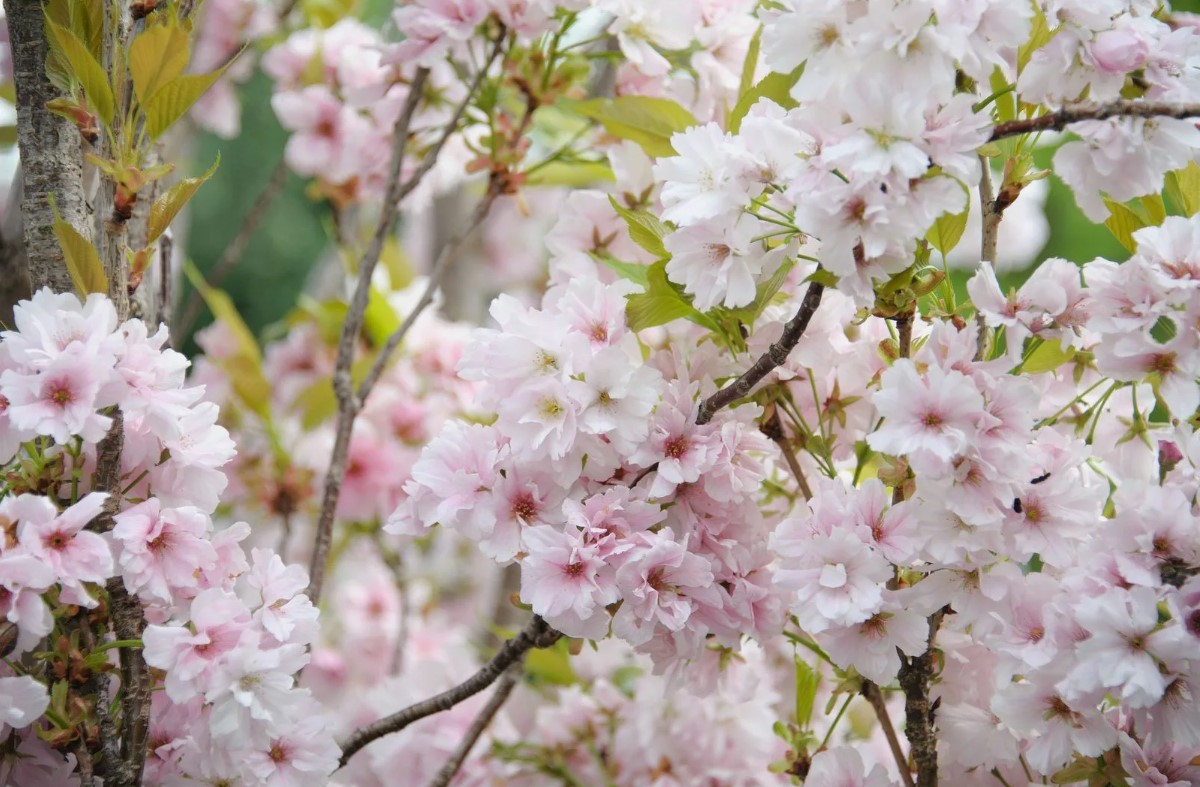 'Amanogawa' Cherry Blossom