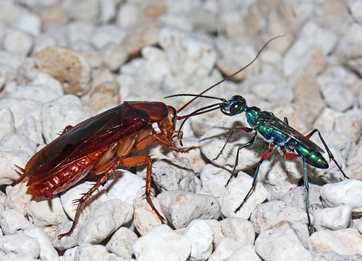 Ampulex compressa