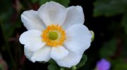 Kender du hemmeligheden bag en elegant have? Sats på hvide blomster. De er de smukkeste