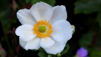 Kender du hemmeligheden bag en elegant have? Sats på hvide blomster. De er de smukkeste