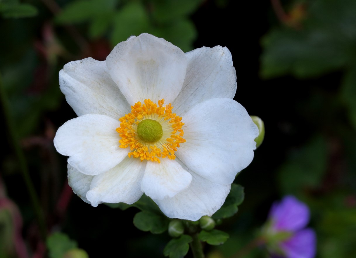 Kender du hemmeligheden bag en elegant have? Sats på hvide blomster. De er de smukkeste