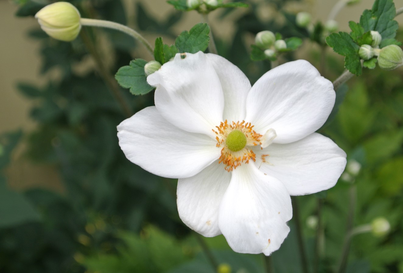 Japansk anemone (Anemone hybrida Honorine Jobert)