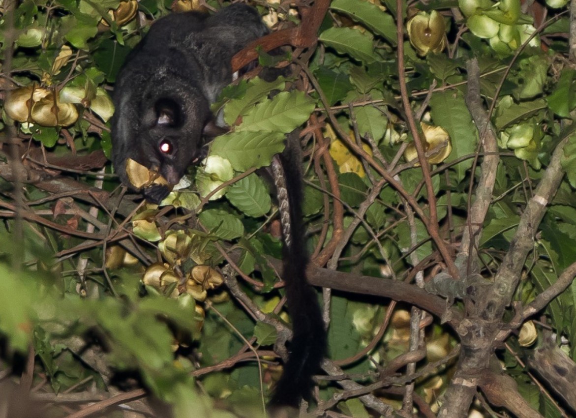 Farligt våben under halen? Hvorfor har pigghale fra den afrikanske jungle pigge?