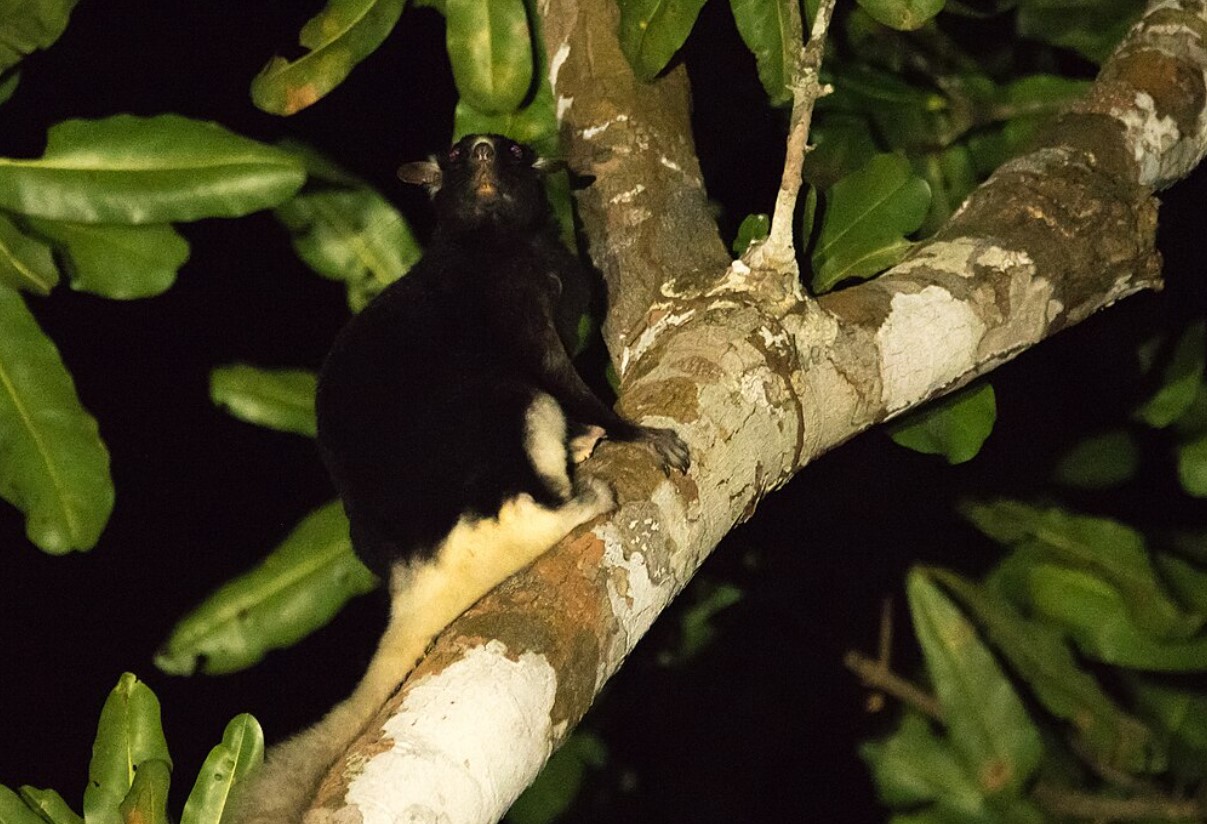 Anomalurus pelii