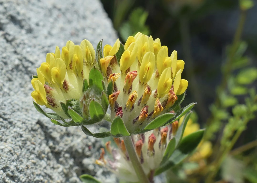 Anthyllis vulneraria