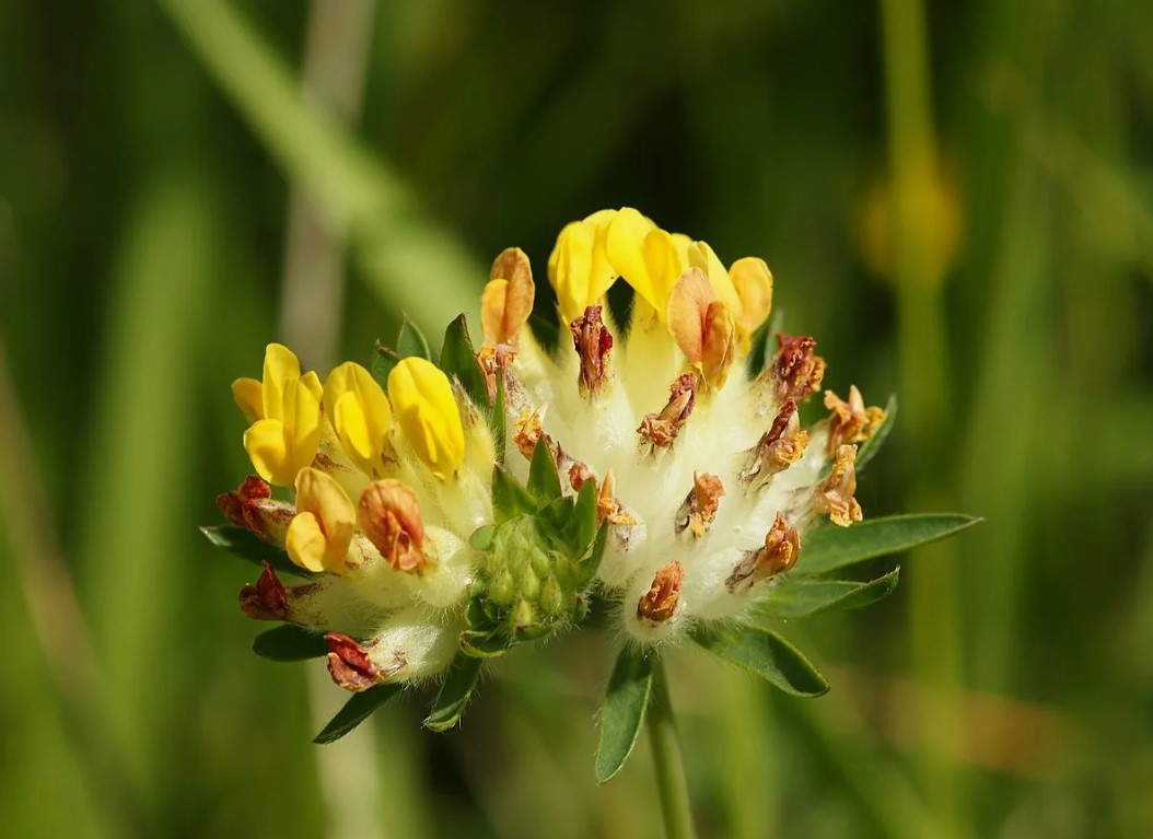 Anthyllis vulneraria