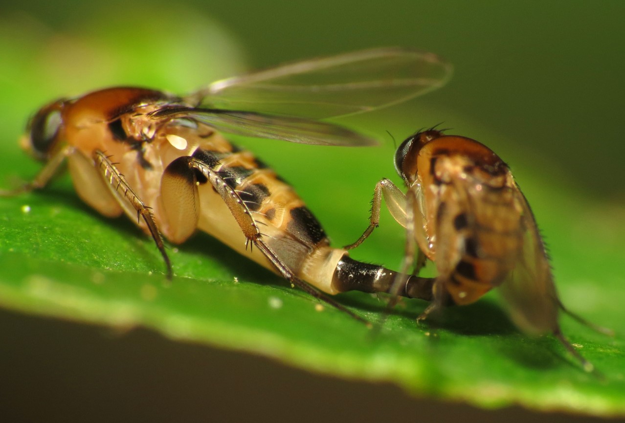 Apocephalus borealis