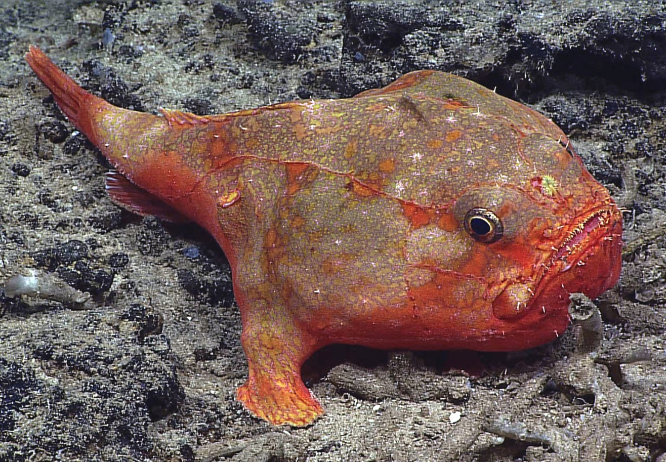 Aptocyclus ventricosus