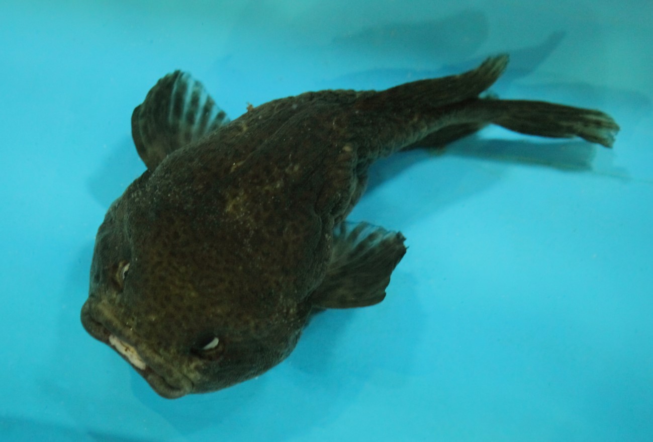 Aptocyclus ventricosus