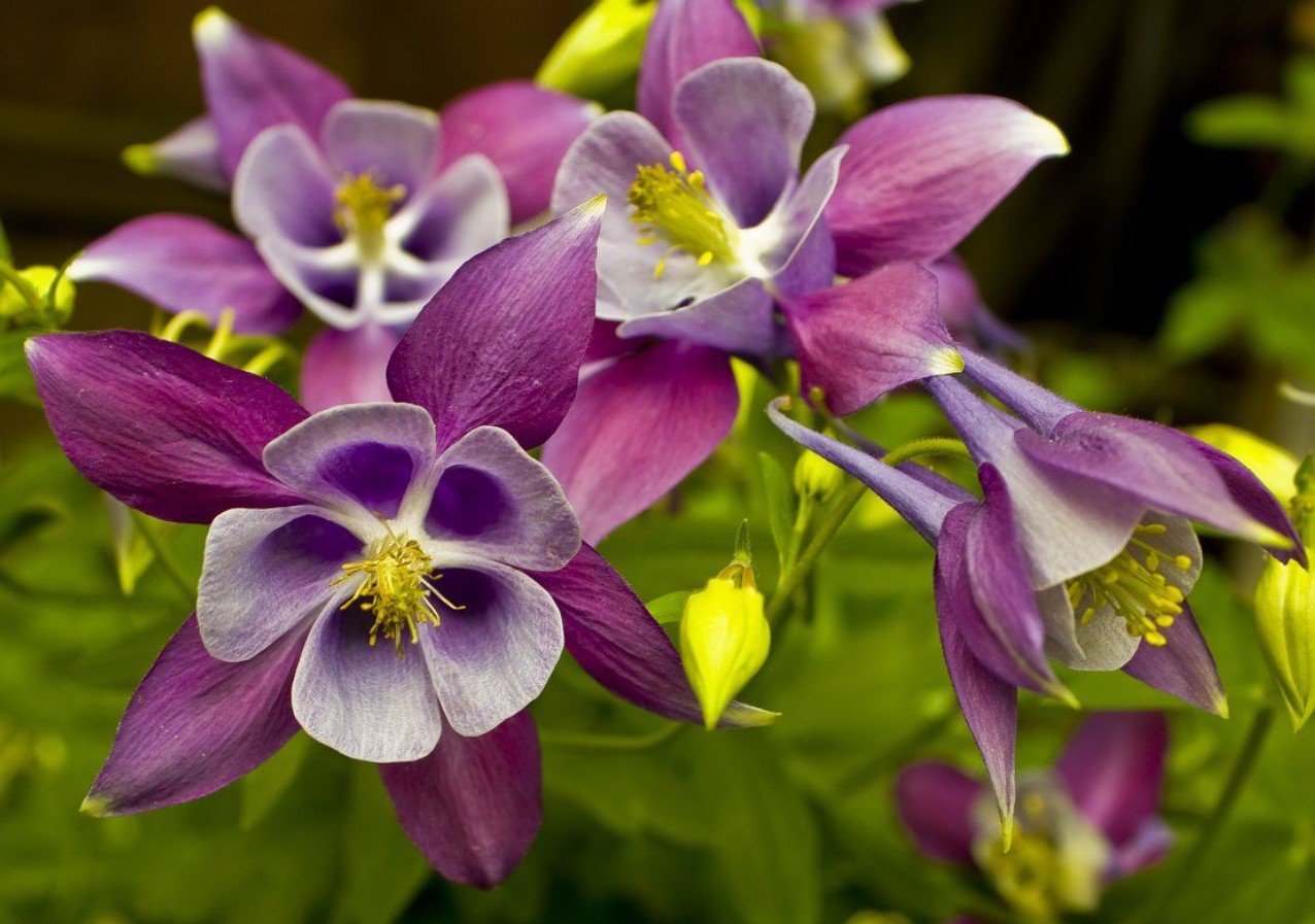 Aquilegia cultorum