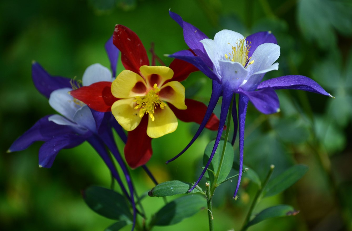 Aquilegia cultorum