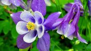 Der skal ikke meget til, før den blomstrer smukt. Den hårdføre plante er snegles mareridt
