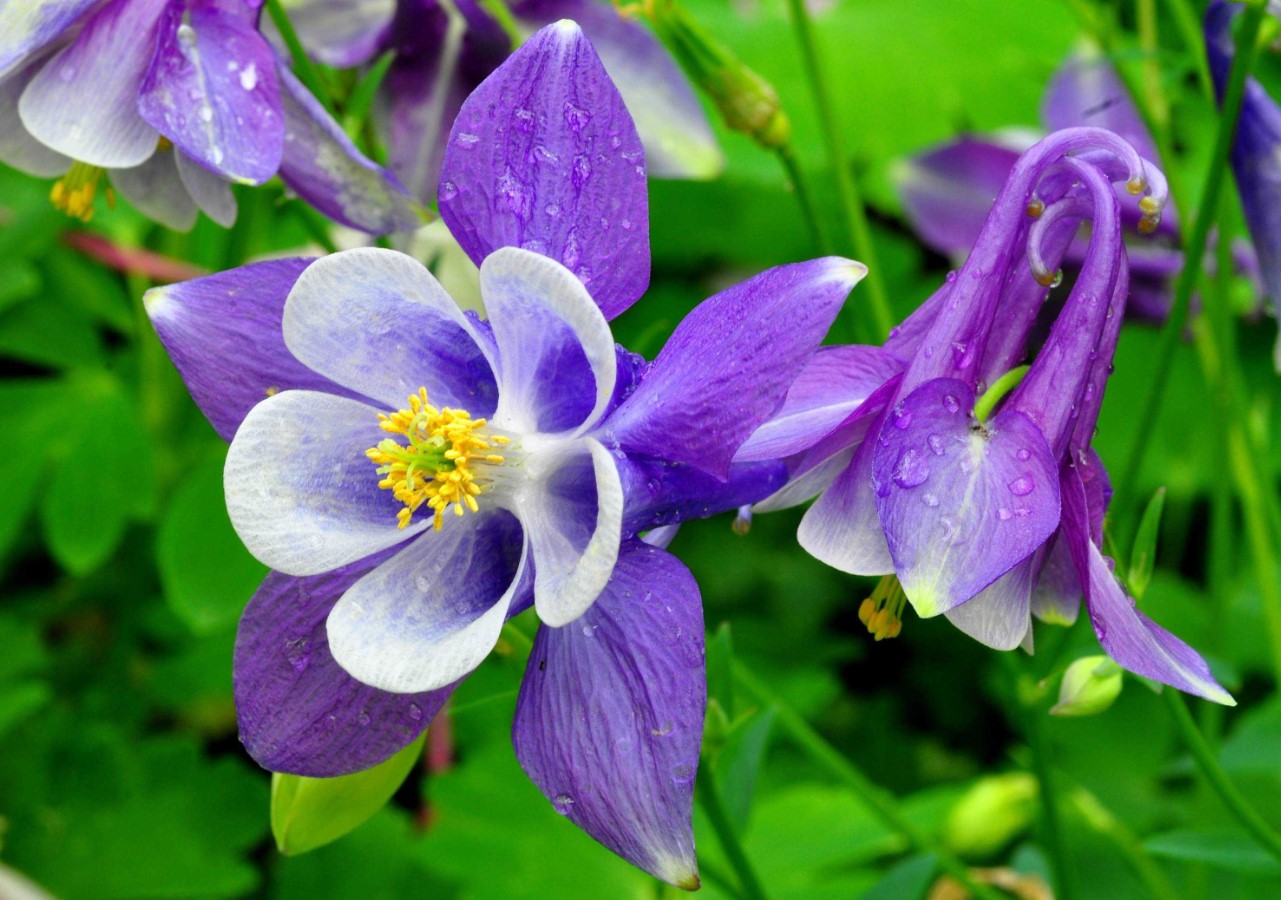 Der skal ikke meget til, før den blomstrer smukt. Den hårdføre plante er snegles mareridt