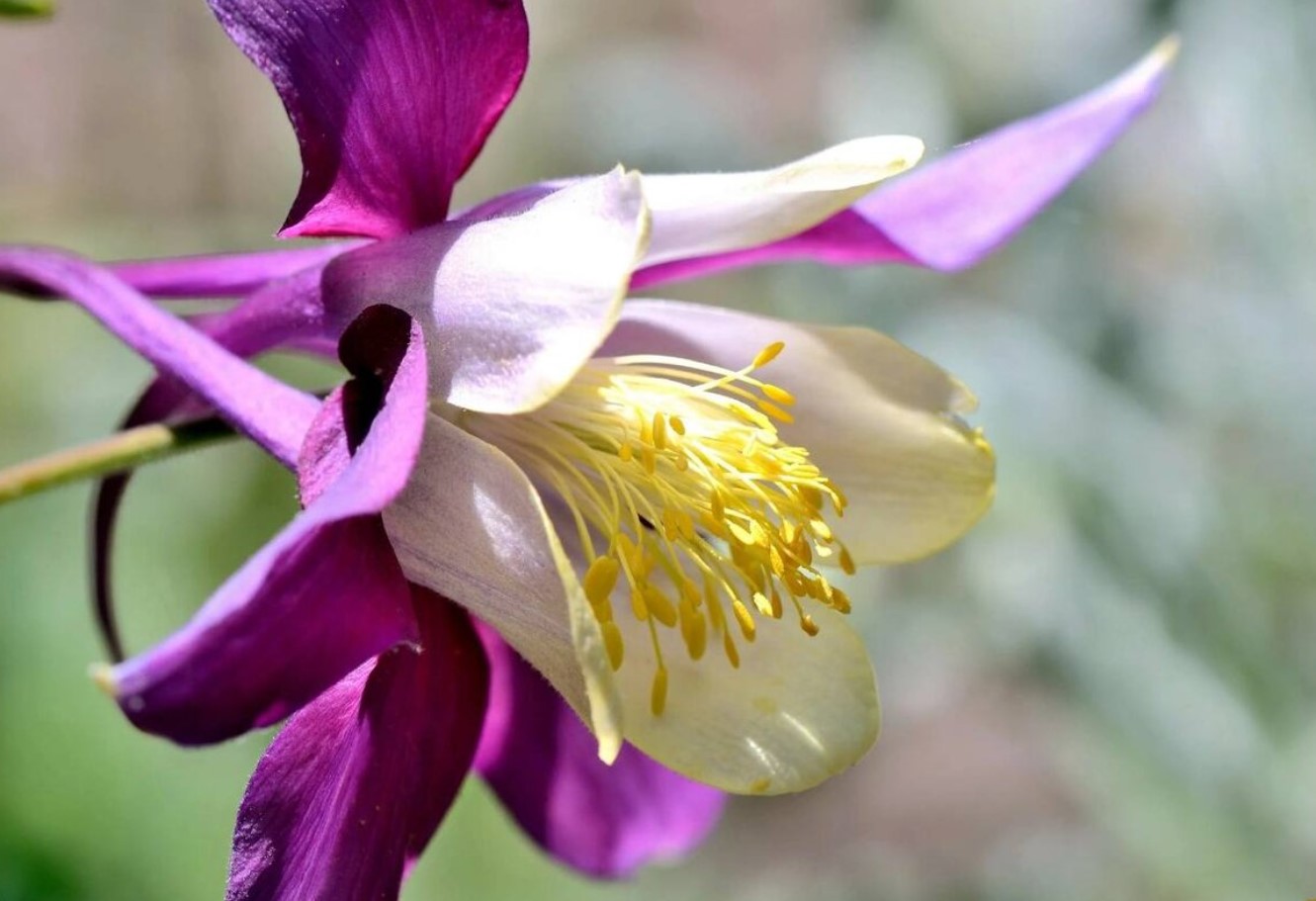 Der skal ikke meget til, før den blomstrer smukt. Den hårdføre plante er snegles mareridt