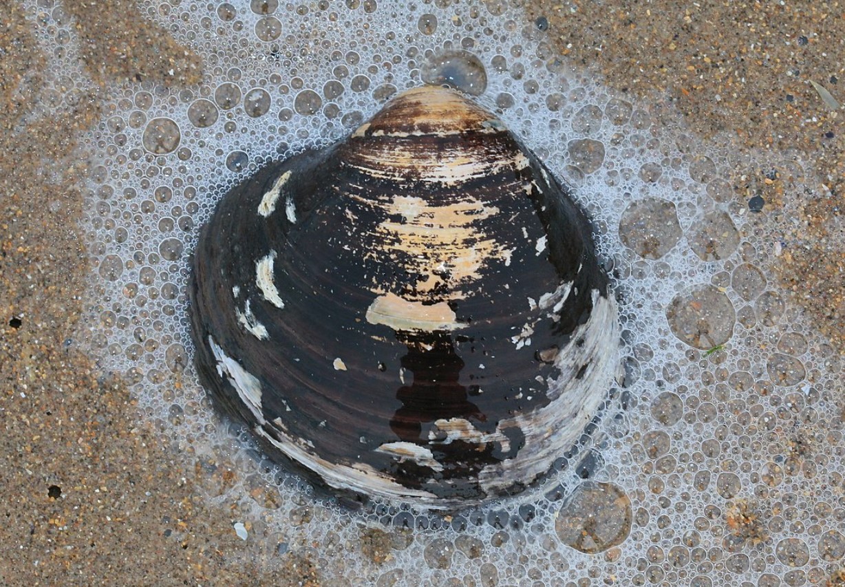 Arctica islandica
